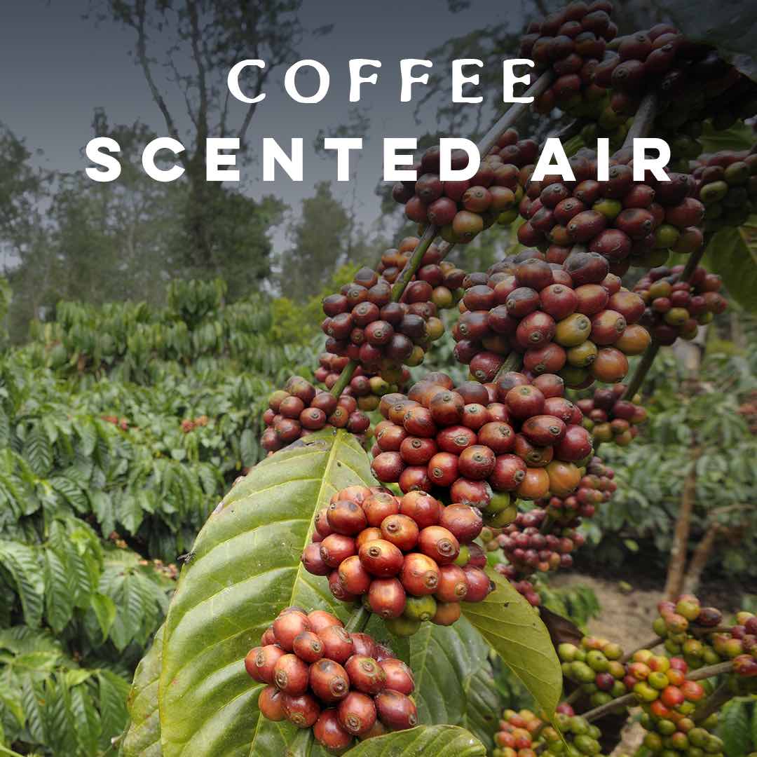 Coffee Plantation Resort in Coorg