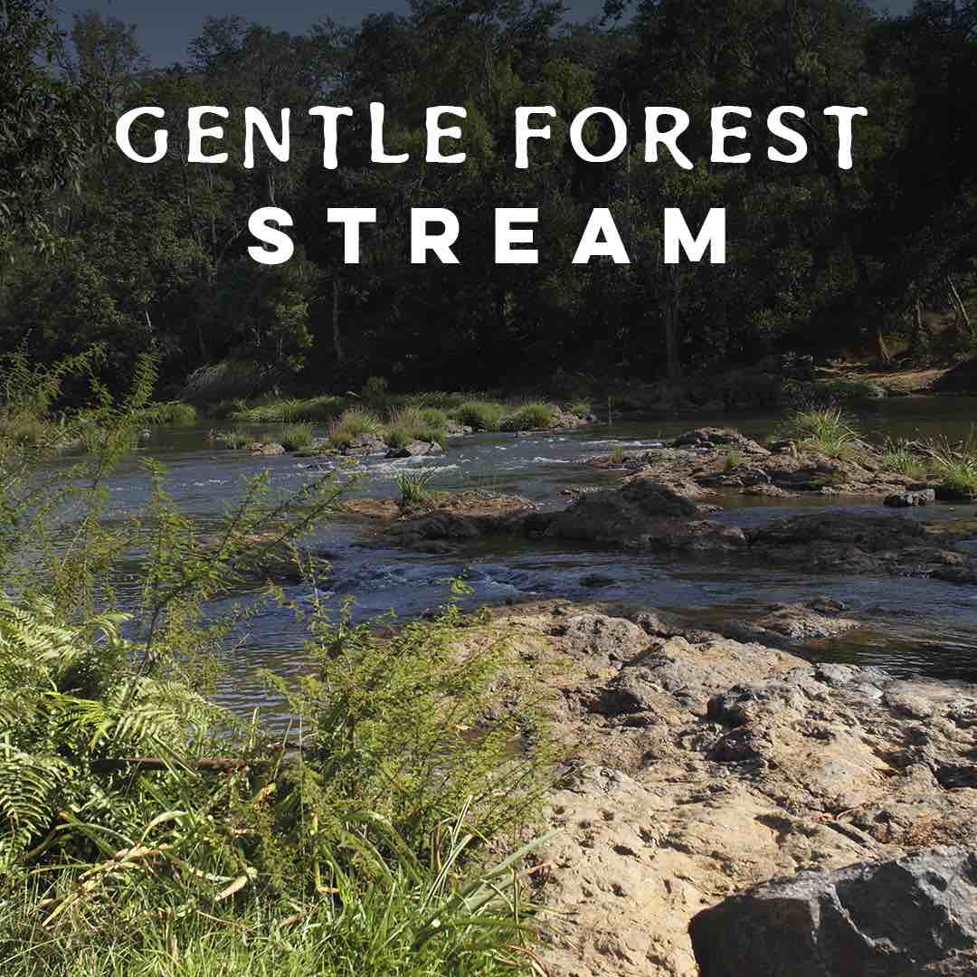 Forest Streams in Coorg
